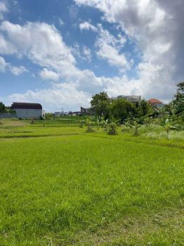 Dijual tanah Luas 15 Are Lokasi canggu Brawa gang manggo