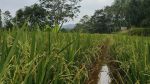 thumbnail-tanah-sawah-2866-m2-pinggir-jalan-dijual-murah-di-wanayasa-purwakarta-1