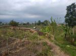 thumbnail-tanah-sawah-subur-harga-bagus-di-pesanggrahan-kota-batu-5