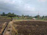 thumbnail-tanah-sawah-subur-harga-bagus-di-pesanggrahan-kota-batu-1