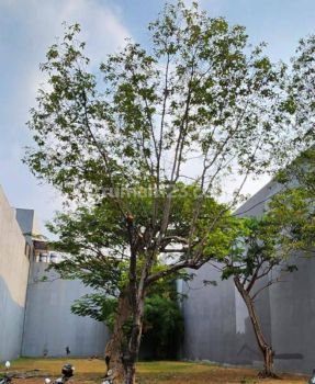 Tanah di Pantai Indah Kapuk 541 SHM m²