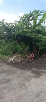 TANAH LANGKA MERTASARI SANUR DEKAT SIDEKARYA