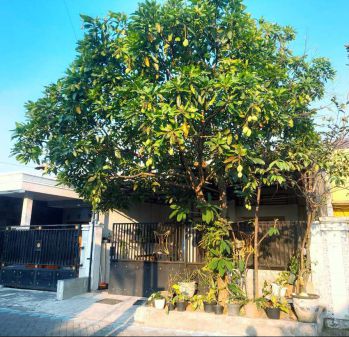 Rumah Murah Dijual Cepat (BU)