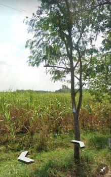 Tanah Murah Daerah Dawar Blandong Mojokerto