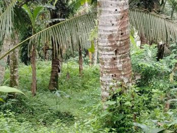 Hot List Di Jual Tanah Loss Sungai View Sawah Lokasi Pejeng Kawan Ubud Gianyar