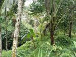 thumbnail-hot-list-di-jual-tanah-loss-sungai-view-sawah-lokasi-pejeng-kawan-ubud-gianyar-1