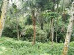 thumbnail-hot-list-di-jual-tanah-loss-sungai-view-sawah-lokasi-pejeng-kawan-ubud-gianyar-2