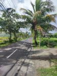 thumbnail-tanah-pantai-purnama-gianyar-bali-5