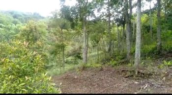 Dijual Cepat Tanah Kebun Cocok Untuk Tempat Istirahat dan Investasi