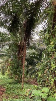 Sell Tanah: Lahan sawit murah