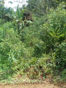 Sell Tanah: Jual tanah hak milik