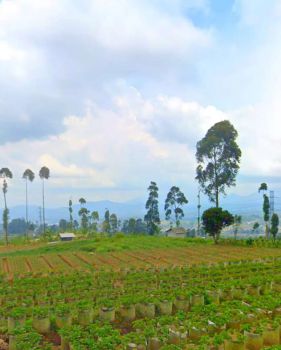 Tanah Pinggir Jalan Desa Ciwidey