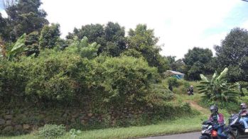 Tanah Kebun Manggis Pinggir Jalan Raya Wanayasa 8300 m2