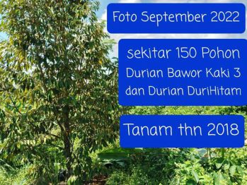 Jual Cepat Kebun Duren+Jati+Jengkol 2,67 Ha, 2KM dari Polsek LeuwiDam