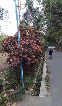 DIJUAL TANAH PEKARANGAN COCOK HUNIAN, HOMESTAY, VILLA, INVES, JK11499