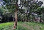 thumbnail-awesome-land-for-sale-in-tumbak-bayuh-pererenan-3