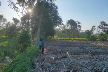 Dijual Tanah Pekarangan Daerah Tirtomoyo Malang