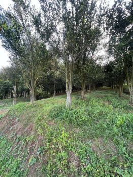 Tanah kebun murah produktif dikawasan bumiaji dengan view pegunungan