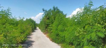 Dijual Murah Area Pantura Kota Tambolaka Sumba Barat Daya