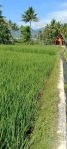 thumbnail-sell-tanah-jual-sawah-produktif-2