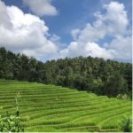 thumbnail-sell-tanah-kebun-view-sawah-2