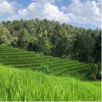 thumbnail-sell-tanah-kebun-view-sawah-1