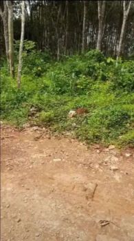 Tanah kebun 15Ha - 20Ha Zona industri Cipeundeuy Subang