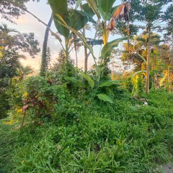 Dijual lahan di Sebatu view lembah hills dan pedesaan