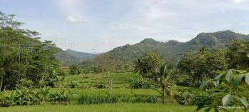 JUAL TANAH KULONPROGO DI BANJARARUM KALIBAWANG VIEW SAWAH PEGUNUNGAN