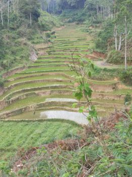 Luas Tanah 2153m2 Pakis Pacitan Jatim