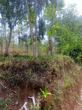 JUAL CEPAT TANAH KEBUN PINGGIR JALAN