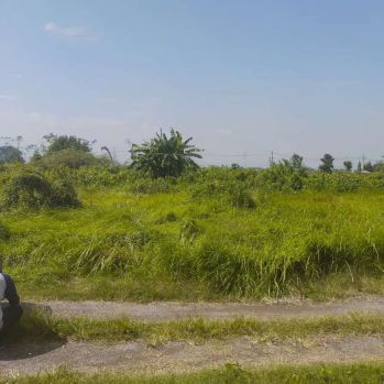 Lahan sawah cocok tanam wonomelati Tulangan sidoarjo