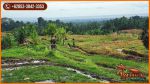 thumbnail-12-are-ideal-untuk-hunian-dengan-kebun-di-selemadeg-timur-6