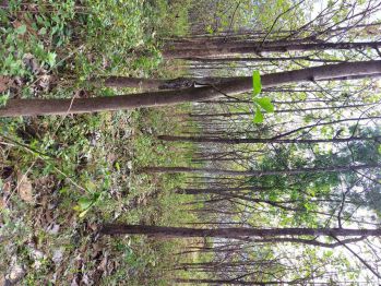 Di jual tanah tegal gunung banyak kayu jati