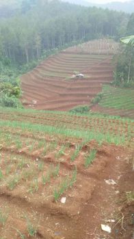 Tanah kebun subur pondok cikawari pasir impun