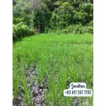 thumbnail-for-sale-land-in-labuan-bajo-ntt-bari-6