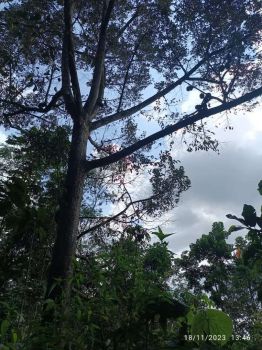 140jt saja!! Dijual Kebun Durian Murah SHM 1429m² Tajinan Malang