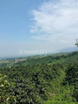 Di Jual Cepat Kebun Kopi Produktif Sukabumi Shm