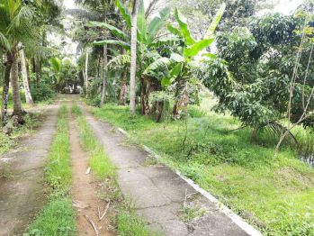 Tanah murah,dekat jalan nasional Wates purworejo