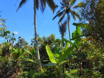 tanah murah view jugle dan panorama dekat talasi di tabanan bali