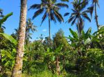 thumbnail-tanah-murah-view-jugle-dan-panorama-dekat-talasi-di-tabanan-bali-3