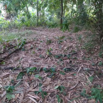 Tanah murah Parung Panjang 200m2 cocok untuk koskosan