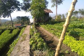 Sawah dijual, tanah dijual, kolam dijual