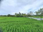 thumbnail-luxury-villa-with-panoramic-ricefield-view-lease-until-2059-8