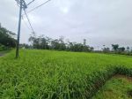 thumbnail-sawah-produktif-lokasi-strategis-2