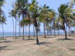 thumbnail-hot-list-di-jual-tanah-loss-pantai-view-laut-lokasi-cupel-negara-jembrana-1