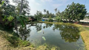 Empang strategis untuk usaha