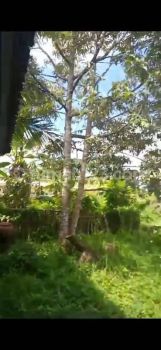 TANAH KEBUN DURIAN VIEW SAWAH HUTAN KEREN DI TABANAN