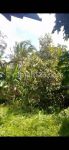 thumbnail-tanah-kebun-durian-view-sawah-hutan-keren-di-tabanan-9