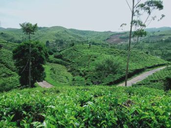 DIJUAL LAHAN 1760 HA PERKEBUNAN TEH & KOPI CIANJUR SELATAN JAWA BARAT
